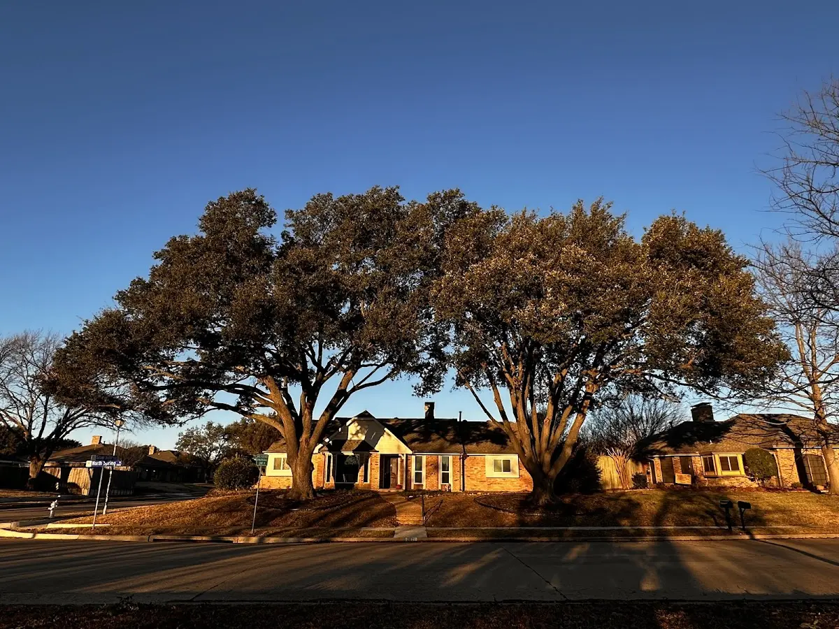 Established residential canopy tree shading a home in Westphalia